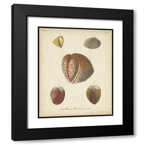 Antique Knorr Shells II Black Modern Wood Framed Art Print with Double Matting by Knorr