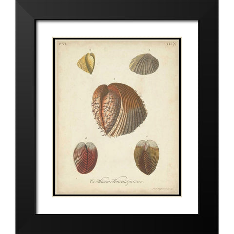 Antique Knorr Shells II Black Modern Wood Framed Art Print with Double Matting by Knorr