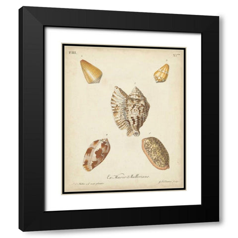 Antique Knorr Shells III Black Modern Wood Framed Art Print with Double Matting by Knorr