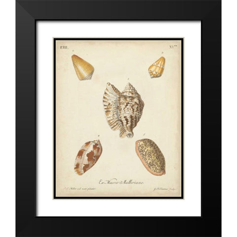 Antique Knorr Shells III Black Modern Wood Framed Art Print with Double Matting by Knorr