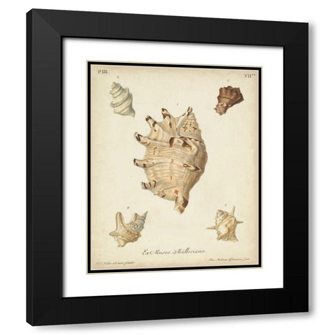 Antique Knorr Shells IV Black Modern Wood Framed Art Print with Double Matting by Knorr