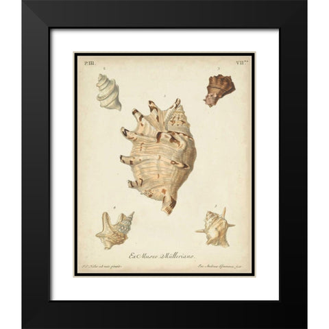 Antique Knorr Shells IV Black Modern Wood Framed Art Print with Double Matting by Knorr