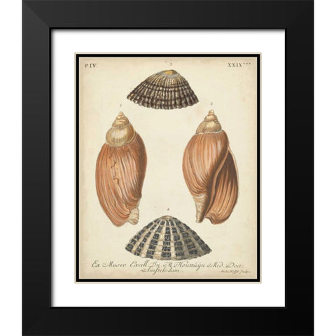 Antique Knorr Shells V Black Modern Wood Framed Art Print with Double Matting by Knorr