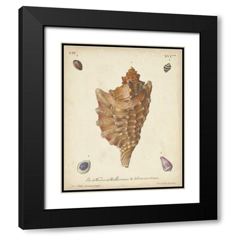 Antique Knorr Shells VI Black Modern Wood Framed Art Print with Double Matting by Knorr