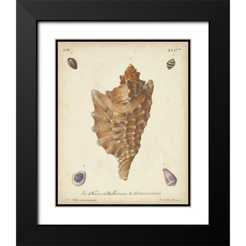 Antique Knorr Shells VI Black Modern Wood Framed Art Print with Double Matting by Knorr