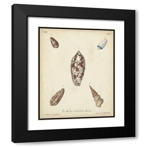 Antique Knorr Shells VII Black Modern Wood Framed Art Print with Double Matting by Knorr