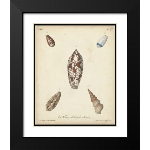 Antique Knorr Shells VII Black Modern Wood Framed Art Print with Double Matting by Knorr