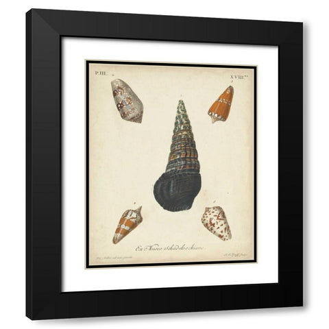 Antique Knorr Shells VIII Black Modern Wood Framed Art Print with Double Matting by Knorr