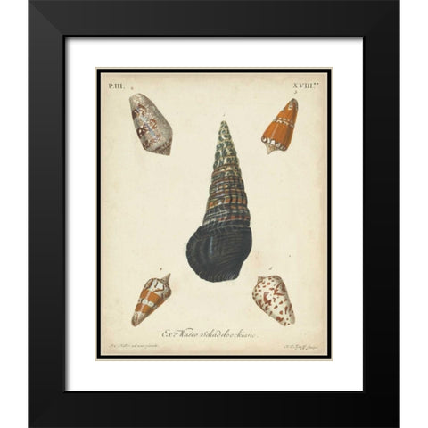 Antique Knorr Shells VIII Black Modern Wood Framed Art Print with Double Matting by Knorr