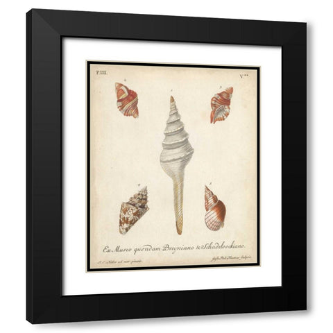 Antique Knorr Shells IX Black Modern Wood Framed Art Print with Double Matting by Knorr