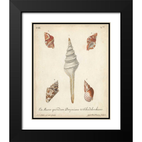 Antique Knorr Shells IX Black Modern Wood Framed Art Print with Double Matting by Knorr