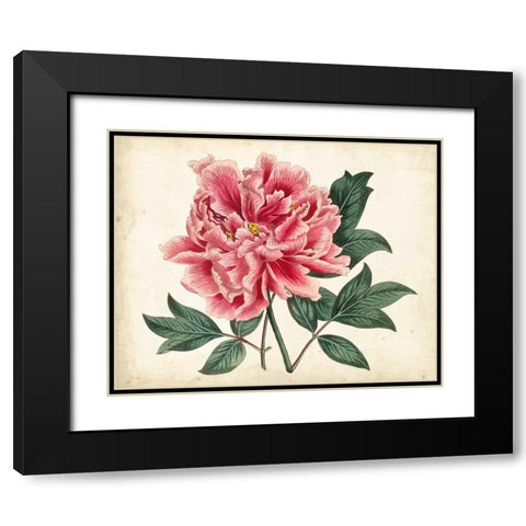 Peony Garden I Black Modern Wood Framed Art Print with Double Matting by Curtis