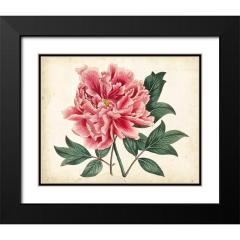 Peony Garden I Black Modern Wood Framed Art Print with Double Matting by Curtis