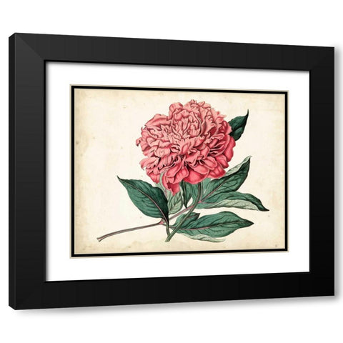 Peony Garden II Black Modern Wood Framed Art Print with Double Matting by Curtis