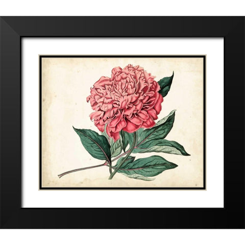 Peony Garden II Black Modern Wood Framed Art Print with Double Matting by Curtis