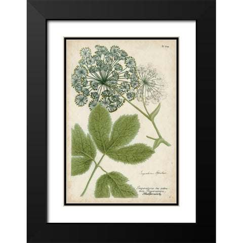 Queen Annes Lace Black Modern Wood Framed Art Print with Double Matting by Weinmann