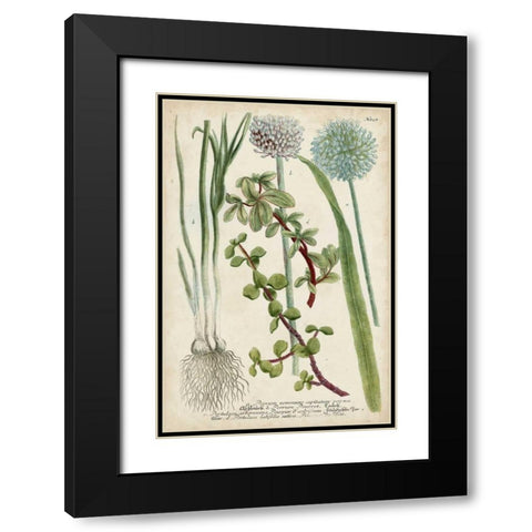 Allium Black Modern Wood Framed Art Print with Double Matting by Weinmann