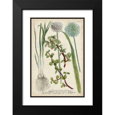 Allium Black Modern Wood Framed Art Print with Double Matting by Weinmann