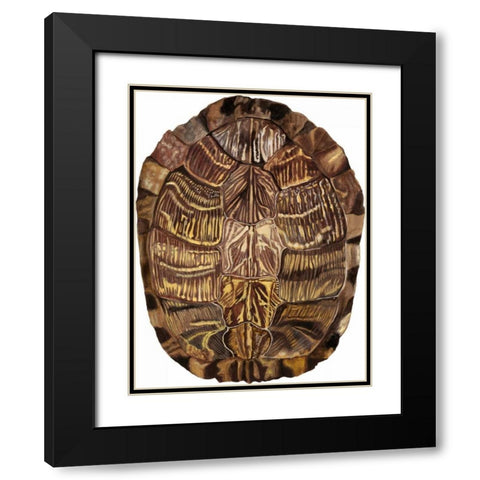 Tortoise Shell Detail I Black Modern Wood Framed Art Print with Double Matting by McCavitt, Naomi