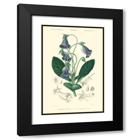 Embellished Floral Botanique I Black Modern Wood Framed Art Print with Double Matting by DOrbigny, N.Charles