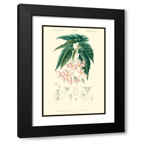 Embellished Floral Botanique III Black Modern Wood Framed Art Print with Double Matting by DOrbigny, N.Charles