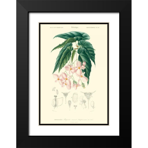 Embellished Floral Botanique III Black Modern Wood Framed Art Print with Double Matting by DOrbigny, N.Charles