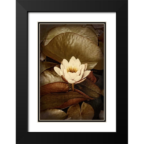 Lily Pad Duo II Black Modern Wood Framed Art Print with Double Matting by Perry, Rachel