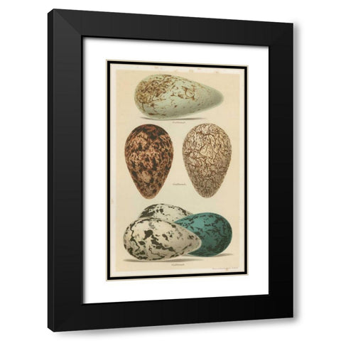 Antique Bird Egg Study I Black Modern Wood Framed Art Print with Double Matting by Seehohm, Henry