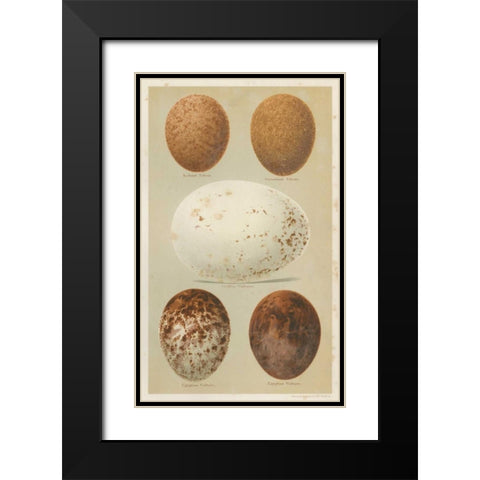 Antique Bird Egg Study III Black Modern Wood Framed Art Print with Double Matting by Seehohm, Henry