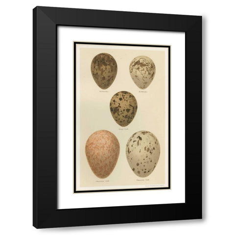 Antique Bird Egg Study IV Black Modern Wood Framed Art Print with Double Matting by Seehohm, Henry