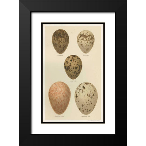 Antique Bird Egg Study IV Black Modern Wood Framed Art Print with Double Matting by Seehohm, Henry