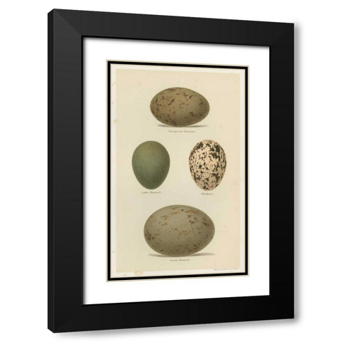 Antique Bird Egg Study V Black Modern Wood Framed Art Print with Double Matting by Seehohm, Henry
