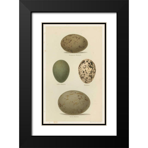 Antique Bird Egg Study V Black Modern Wood Framed Art Print with Double Matting by Seehohm, Henry