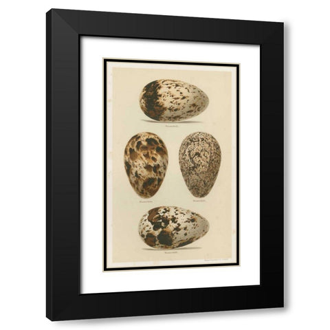 Antique Bird Egg Study VI Black Modern Wood Framed Art Print with Double Matting by Seehohm, Henry