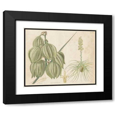 Tropical Curtis Botanical I Black Modern Wood Framed Art Print with Double Matting by Curtis