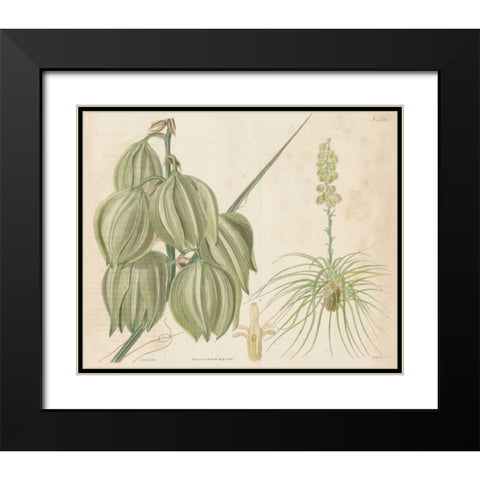 Tropical Curtis Botanical I Black Modern Wood Framed Art Print with Double Matting by Curtis