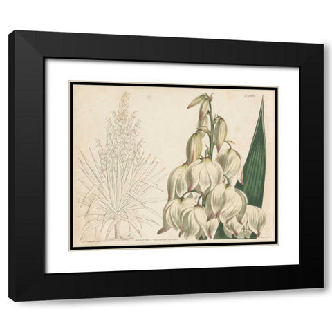 Tropical Curtis Botanical II Black Modern Wood Framed Art Print with Double Matting by Curtis