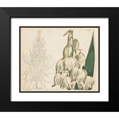 Tropical Curtis Botanical II Black Modern Wood Framed Art Print with Double Matting by Curtis