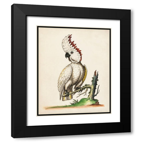 Edwards Cockatoo Black Modern Wood Framed Art Print with Double Matting by George Edwards