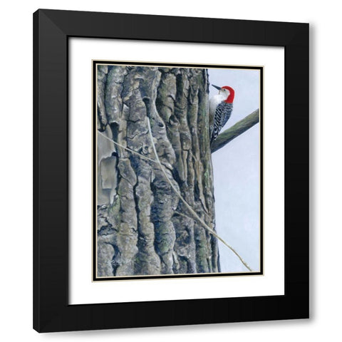 Red Bellied Woodpecker II Black Modern Wood Framed Art Print with Double Matting by Szatkowski, Fred