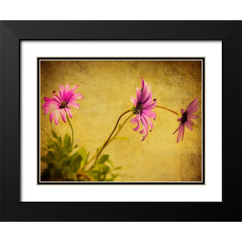 Fuchsia Daisy I Black Modern Wood Framed Art Print with Double Matting by Malek, Honey