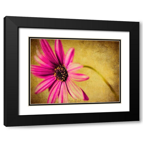 Fuchsia Daisy III Black Modern Wood Framed Art Print with Double Matting by Malek, Honey