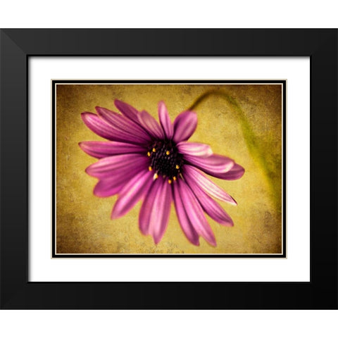 Fuchsia Daisy IV Black Modern Wood Framed Art Print with Double Matting by Malek, Honey