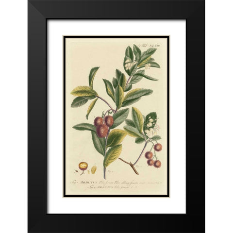 Miller Foliage and Fruit I Black Modern Wood Framed Art Print with Double Matting by Miller, Dianne
