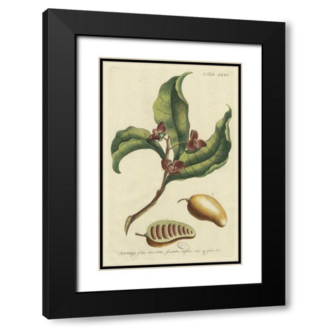 Miller Foliage and Fruit II Black Modern Wood Framed Art Print with Double Matting by Miller, Dianne