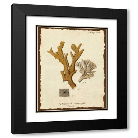 Natura Coral I Black Modern Wood Framed Art Print with Double Matting by Esper, Johann