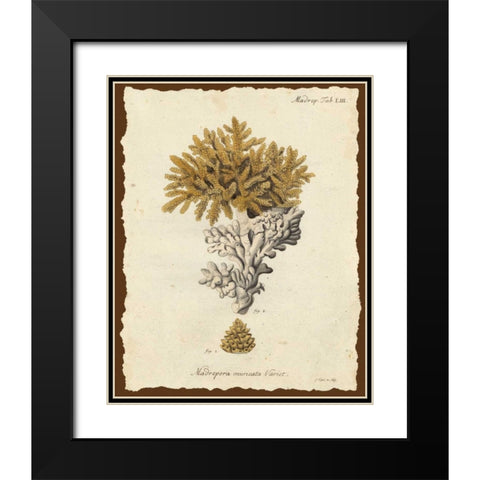 Natura Coral III Black Modern Wood Framed Art Print with Double Matting by Esper, Johann