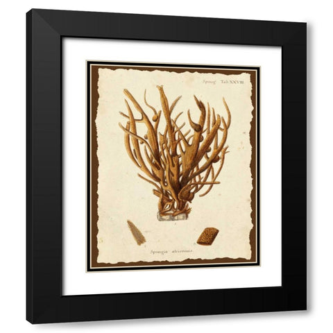 Natura Coral V Black Modern Wood Framed Art Print with Double Matting by Esper, Johann