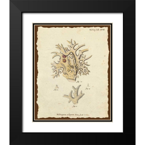 Natura Coral VI Black Modern Wood Framed Art Print with Double Matting by Esper, Johann