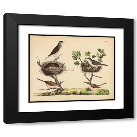 Wrens, Warblers and Nests I Black Modern Wood Framed Art Print with Double Matting by Strack, Friedrich